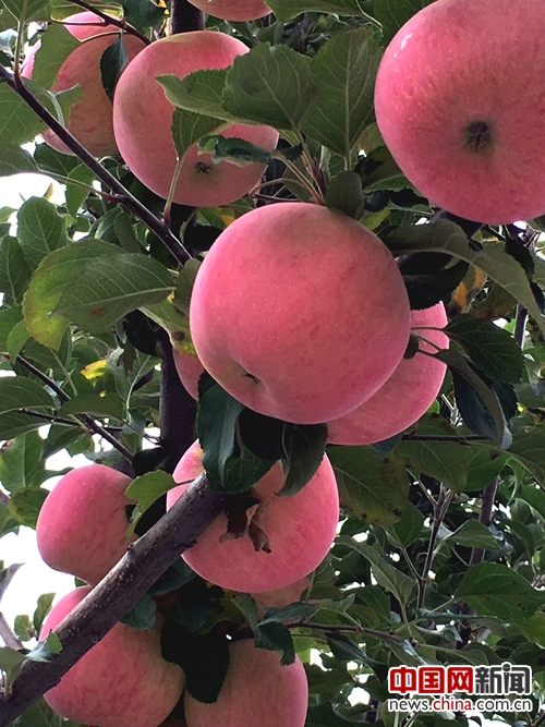 Luochuan Apple's Chinese Dream: A Successful Case of Rural internet plus